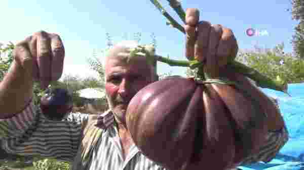 3 kilogram ağırlığındaki dev patlıcan görenleri şaşırttı