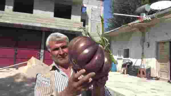 3 kilogram ağırlığındaki dev patlıcan görenleri şaşırttı