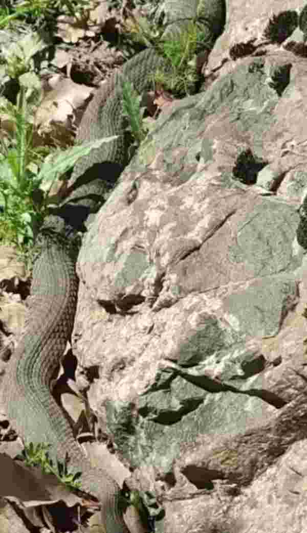 3 metrelik dev yılan paniği! Korkuya kapılan vatandaş o anları kayda aldı