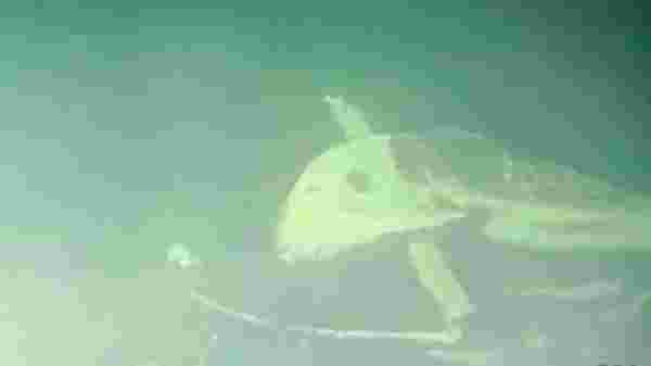 3 parçaya ayrılmış halde Bali Denizi'nin dibinde bulunan denizaltının görüntüleri ortaya çıktı