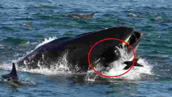 40 saniye balinanın ağzında kalan balıkçı, nasıl kurtulduğunu anlattı: Bir patlama gibiydi
