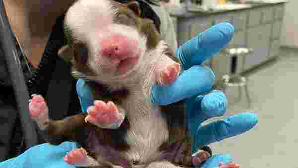 6 ayaklı ve iki kuyruklu doğan köpek veterinerleri de şaşırttı: Son derece mucizevi