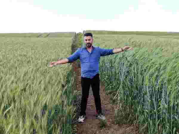 7 bin yıllık tohumlar boy göstermeye başladı! Çiftçiler çok umutlu: Buğday sorunu kalmayacak - Haberler
