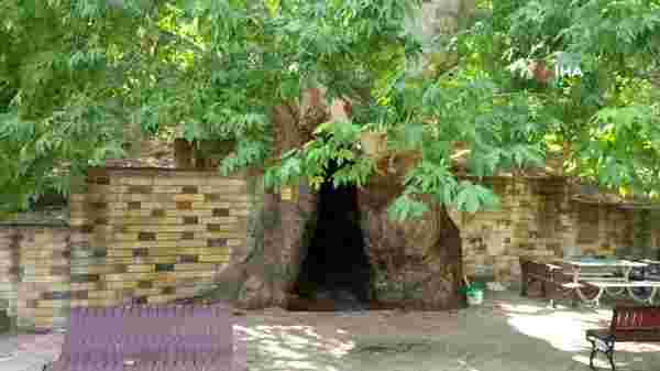 812 yıllık çınar ağacını 15 kişi zor kucaklıyor