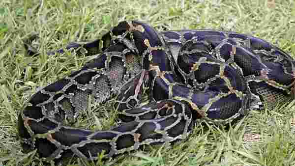 ABD'de doğuran yılan şaşkınlık yarattı! En az 15 yıldır çiftleşmeyordu