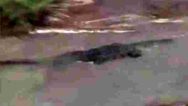 ABD'de kasırganın vurduğu kentte dev timsahlar sokağa indi