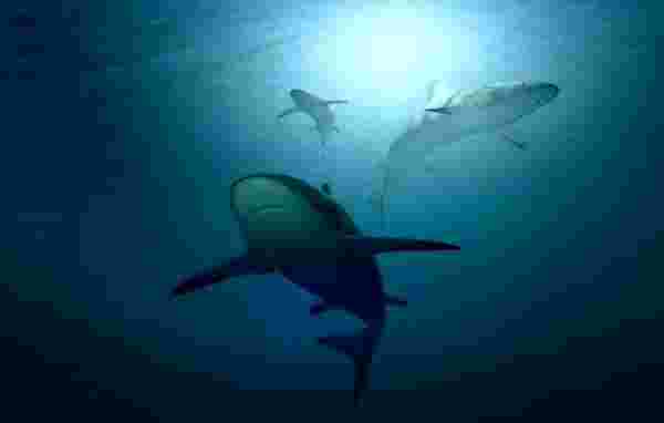 ABD'den korkutan aşısı açıklaması: Bir doz aşı için 250 bin köpekbalığı katlediliyor