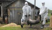 Koronanın çıkış noktası olan Çin'den bir korkutan haber daha: Çiftlikte domuz vebası tespit edildi