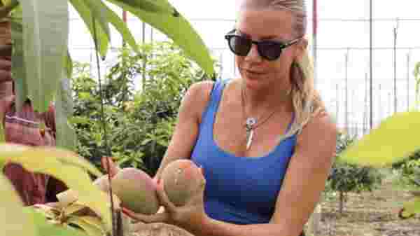 Antalya’da yılın ilk mango hasadı Ivana Sert’ten #3