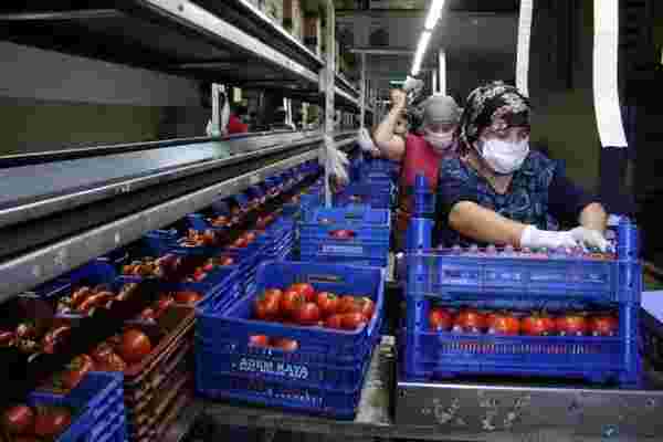 Antalya halinde domatesin fiyat endeksi geçen yılın Eylül ayına göre yüzde 135 arttı