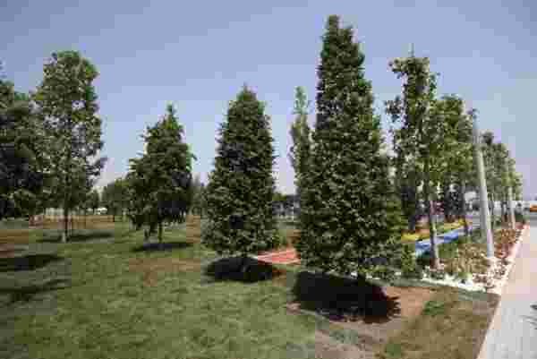 Atatürk Havalimanı Millet Bahçesi'ne 145 bin 300 ağaç dikilecek