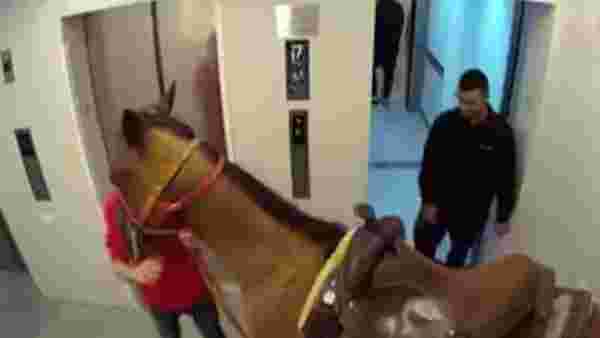 Atını asansörle lüks apartmanın üst katına çıkardı, ifadesi olaydan daha vahim