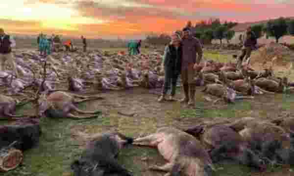 Avcılar, iki günde 540 hayvanı katletti! Sosyal medya ayağa kalktı