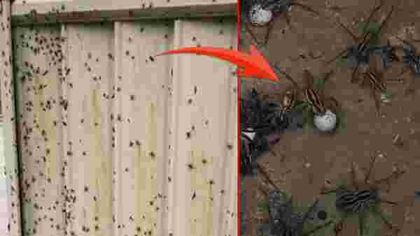 Avustralya'da 100 yılın felaketi yaşanıyor! 10 dakikada insan öldüren zehirli örümcekler evleri bastı