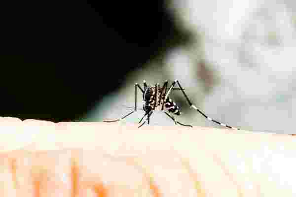 Avustralyalı uzmanlardan korkutan tespit! Korona bitmeden şimdi de sivrisinekten yayılan ölümcül bir virüs bulundu
