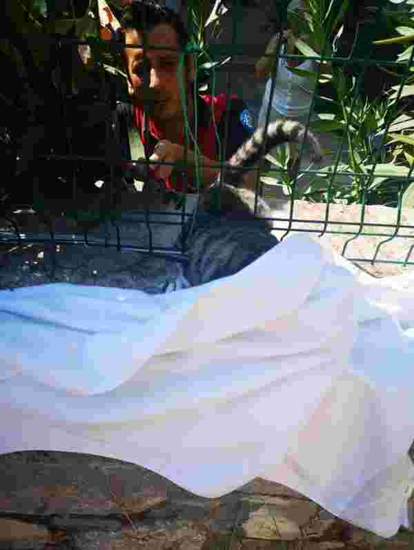 Bahçe telinde sıkışan kedi kurtarıldı