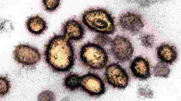 Son dakika... Bilim insanlarından korkutan corona açıklaması: 40 mutasyon geçirmiş virüs bulundu