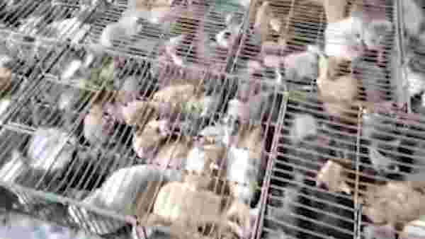 Çin'de 'yemek' için tutulan 700 kedi kurtarıldı