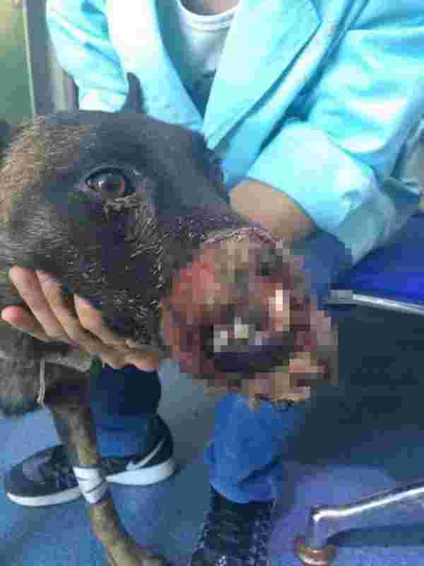 Çinli et tüccarlarının elinden yüzü yırtılmış halde kurtarılan köpek, şimdilerde İngiltere'nin maskotu