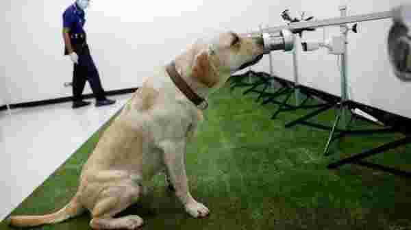 Bilimsel araştırma: Köpekler Covid-19'un kokusunu alabiliyor