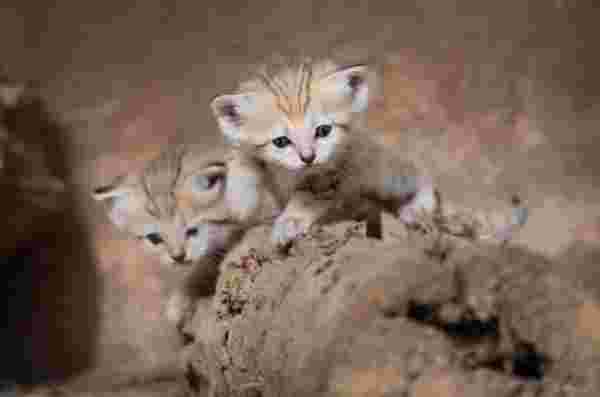 Dünyada sadece 10 bin tane kaldığı söyleniyor! İsrail'de yeni doğan kum kedileri ilgi odağı oldu