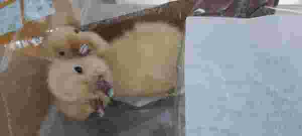 Genç adam Çin'den gelen kargonun içinden çıkan üç kafalı ördek yavrusu çıktı