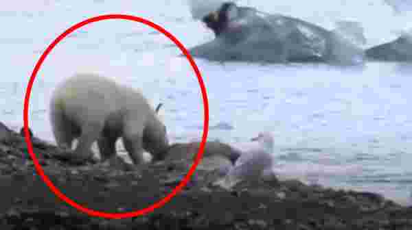Geyiğin çaresiz anları! Kutup ayısı pençeleriyle kavradığı rakibini 60 saniyede boğarak öldürdü