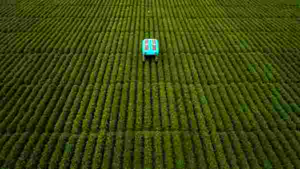 Google'ın robotları tarladaki ürünü tek tek inceleyip çiftçiye bilgi verecek