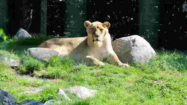 Hayvanat bahçesine de sıçradı! Koronaya yakalanan aslan ailesinden 1 dişi aslan öldü