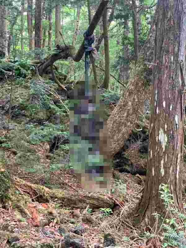 Her yıl yüzlerce kişinin intihar ettiği ormanda bir kişi daha kendini ağa astı