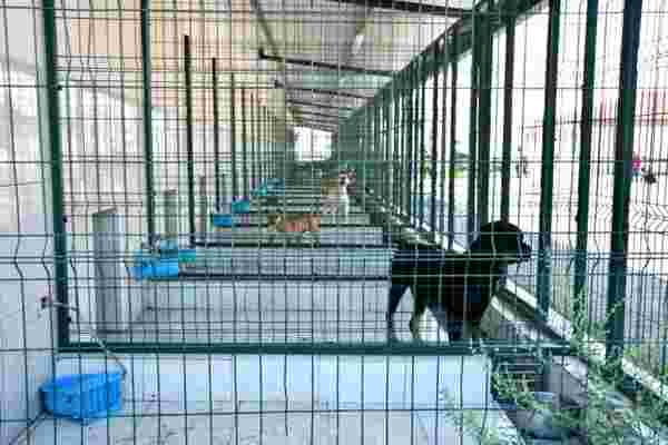 İnegöl'de bin 380 köpek kısırlaştırıldı, 3 bin 161 hayvan tedavi edildi