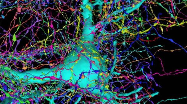 İnsan beyninin 3D haritası için 225 milyon görüntü bir araya getirildi