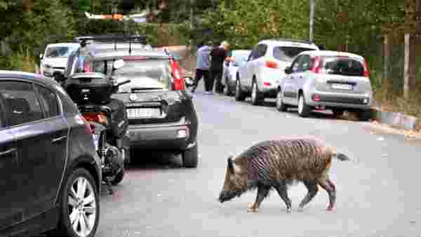 İtalya yerel seçimlere gidiyor: Sokaklardaki çöpler ve yaban domuzları Roma'da yönetimi değiştirir mi?