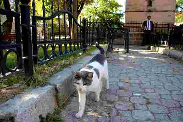 Kedi sevgisiyle bilinen Pisili Baba merhametiyle yüzyıllardır dillerde