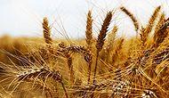 Türkiye'de Üretim Gerileyince Hindistan'dan Buğday İthalatı Başladı