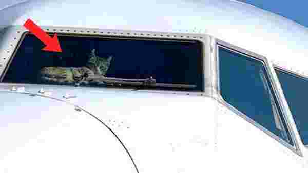 Kokpite sızan kedi kalkış yapan uçağın pilotuna saldırdı