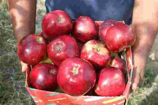 Konya'dan Asya ülkelerine elma ihracatı