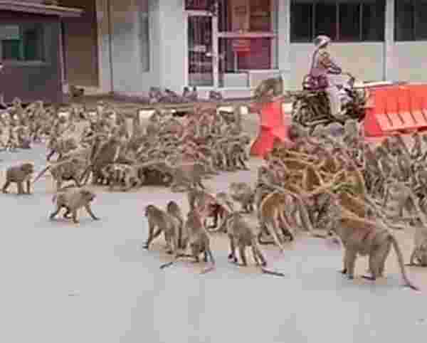 Korona nedeniyle aç kalan onlarca maymun Tayland sokaklarını istila etti