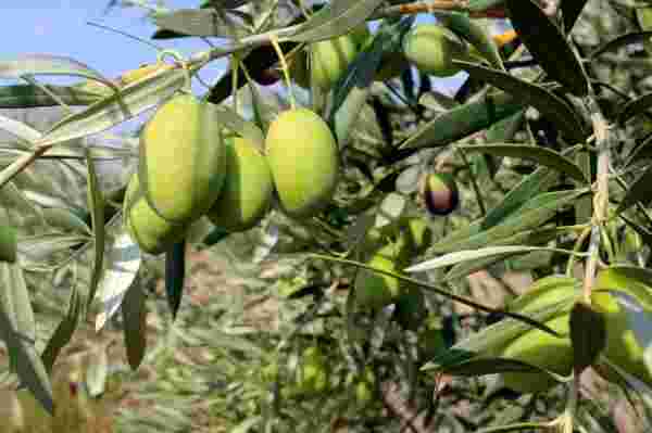 Manisa'da 'Domat ve Tekir' zeytini hasadı başladı