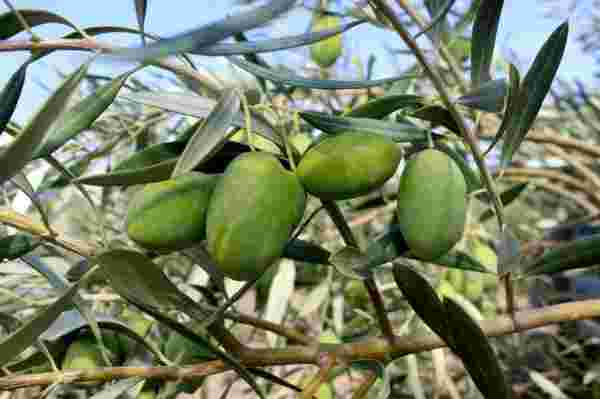 Manisa'da 'Domat ve Tekir' zeytini hasadı başladı