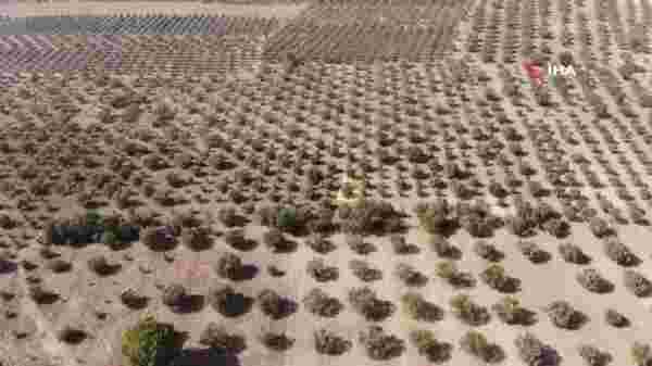 Manisa'da hasadı başlayan zeytinde endişe veren görüntü