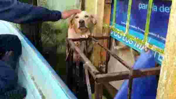 Meksika'da selden kurtarılan köpeğin görüntüleri viral oldu