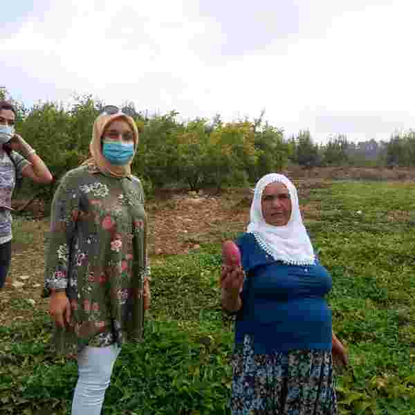 Mersinli kadın çiftçilerin ilk kez yetiştirdiği tatlı patatesler ay sonunda hasat edilecek