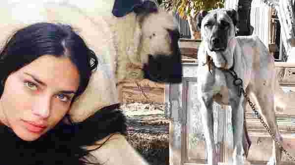 Sivas'tan Adriana Lima'ya: Yeni bir Kangal köpeğini kendisine hediye gönderebiliriz