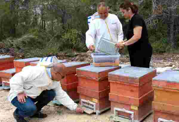 Milyonlarca arının gram gram topladığı polende ilk hasat gerçekleştirildi! Kilosu 400 TL'den satılıyor