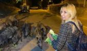Fethiye'de merkeze inen domuzları turistler elleriyle besliyor