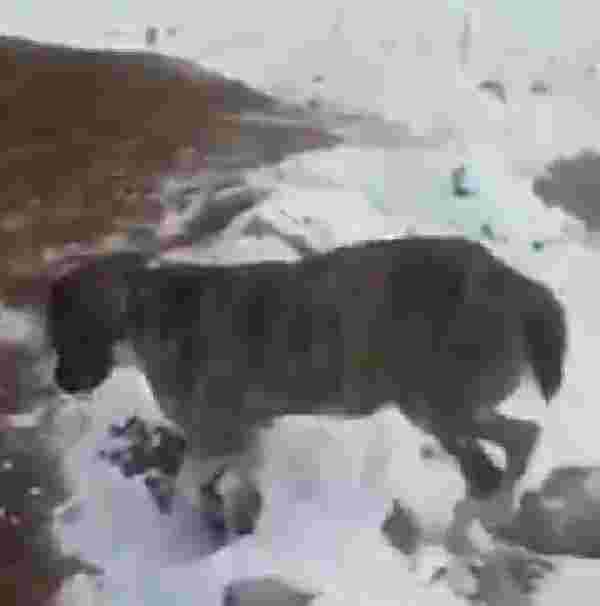 Öldürücü soğukların hüküm sürdüğü topraklarda ısınmak isteyen fare köpeğin boynunda dondu