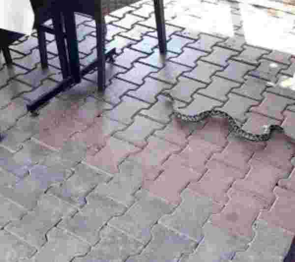 Bursa'da bir adam elini sokan yılanla hastaneye koştu