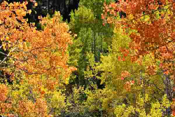 Ormanlık alanlar sonbaharın renklerine büründü