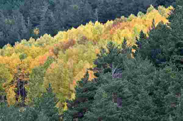 Ormanlık alanlar sonbaharın renklerine büründü